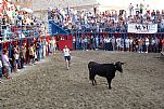 Fiestas Patronales de Peñíscola (Septiembre). Vaquillas en la Plaça de Bous